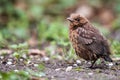 Closeup of a baby male Common Blackbird Royalty Free Stock Photo