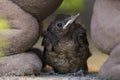 Closeup of a baby Common Blackbird Turdus merula Royalty Free Stock Photo