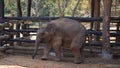Closeup of baby elephants in Thailand Royalty Free Stock Photo