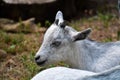 A closeup of baby goat`s face.  BC Canada Royalty Free Stock Photo
