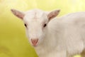 Closeup baby goat Royalty Free Stock Photo