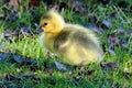 Closeup of a baby gosling in the grass