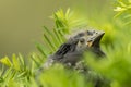 Closeup Baby Grackle Head Royalty Free Stock Photo