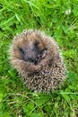 Baby hedgehog curled up in ball on grass