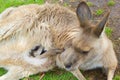 Baby joey Eastern Grey kangaroo legs coming out of mother`s pouch Royalty Free Stock Photo