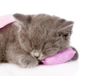 Closeup baby kitten sleeping on pillow. on white background