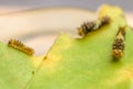 Closeup of caterpillars of common lime butterfly.