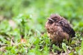 Closeup of a baby male Common Blackbird Royalty Free Stock Photo