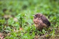 Closeup of a baby male Common Blackbird Royalty Free Stock Photo