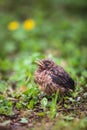 Closeup of a baby male Common Blackbird Royalty Free Stock Photo