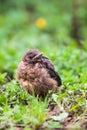 Closeup of a baby male Common Blackbird Royalty Free Stock Photo