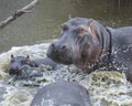 Closeup of baby and mother hippo partially submerged in water after crashing into the river Royalty Free Stock Photo