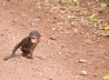Closeup of a baby Olive Baboon