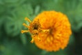 Closeup of baby orange marigold flowers in the garden. Top view. Flower on blur green leaves backgrounds Floral pattern texture.