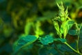 Closeup of a baby rose getting ready to bloom in spring. A budding flower growing out from the ground. A flowering plant Royalty Free Stock Photo