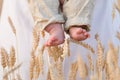 Closeup of baby's bare feet with ears of wheat as background. Man holding little baby in the field on a sunny summer day Royalty Free Stock Photo