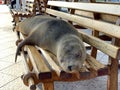 Closeup of a baby sea lion sleeping on a wooden bench in Galapagos Royalty Free Stock Photo