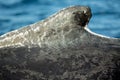 Closeup back of humpback whale Royalty Free Stock Photo