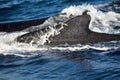 Closeup back of humpback whale Royalty Free Stock Photo