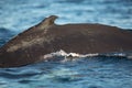 Closeup back of humpback whale Royalty Free Stock Photo