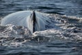 Closeup back of humpback whale Royalty Free Stock Photo