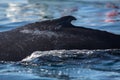 Closeup back of humpback whale Royalty Free Stock Photo