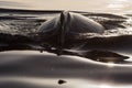 Closeup back of humpback whale Royalty Free Stock Photo