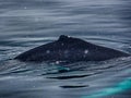 Closeup back of humpback whale Royalty Free Stock Photo