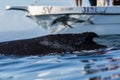 Closeup back of humpback whale and tourist boat in Samana, Dominican republic