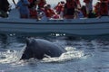 Closeup back of humpback whale and tourist boat in Samana, Dominican republic