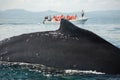 Closeup back of humpback whale and tourist boat in Samana, Dominican republic