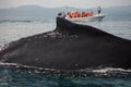 Closeup back of humpback whale and tourist boat in Samana, Dominican republic