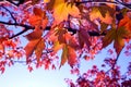 Closeup of back-lit multicolored fall leaves Royalty Free Stock Photo