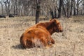 Closeup back-side view of a big pretty red angus steer lying down in a winter field with trees in background Royalty Free Stock Photo