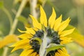 Closeup back view of a sunflower in a field Royalty Free Stock Photo