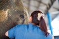 Closeup back view of veterinarian looking at the inflamed eye of a sick elephant