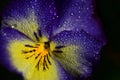 Closeup and background with the blossom of a yellow blue pansy with water drops in front of dark background Royalty Free Stock Photo