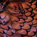 Closeup background of colorful ring necked pheasant feathers Royalty Free Stock Photo