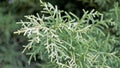 Closeup background image of Arizona cypress also known as Cupressus arizonica