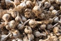 Background of a Pile of Organic Garlic Bulbs