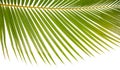 Closeup Background Of A Palm Tree Frond On White Royalty Free Stock Photo