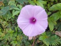 Closeup background of purple Ipomoea Cairica plant flowers blooming in the garden