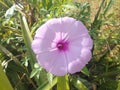 Closeup background of purple Ipomoea Cairica plant flowers blooming in the garden