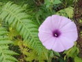 Closeup background of purple Ipomoea Cairica plant flowers blooming in the garden