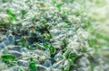 Background of recycle pieces of broken glass Royalty Free Stock Photo