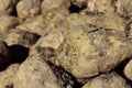 Closeup and background and texture made from lots of freshly harvested sugar beets Royalty Free Stock Photo