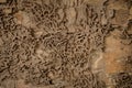 Closeup background and texture of nest termite at wooden wall Royalty Free Stock Photo