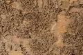 Closeup background and texture of nest termite at wooden wall Royalty Free Stock Photo