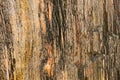 Closeup background texture photo of petrified ancient wood Royalty Free Stock Photo