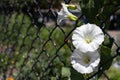 Background of White Morning Glory Flowers on a Chain Link Fence during Spring Royalty Free Stock Photo